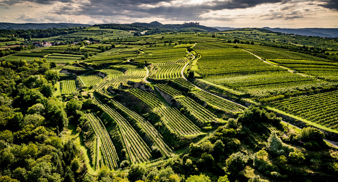 🍇 Liebe Weinfreunde